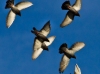 Flock Overhead by Sally Harris