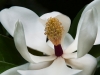 Magnolia by Sue Cohen