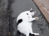 One Big Fat Cat by Van Ruttley