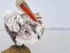 Preening Pelican by Carlotta Grenier