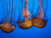 Sea Nettles by Grace Kaplan